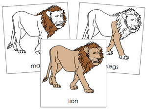 Lion Nomenclature Cards - Montessori Print Shop