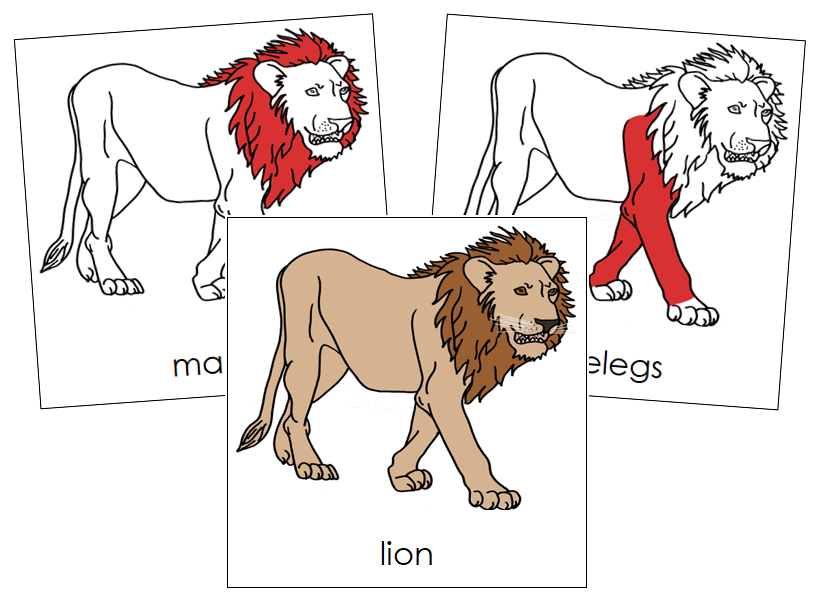 Lion Nomenclature Cards (red) - Montessori Print Shop