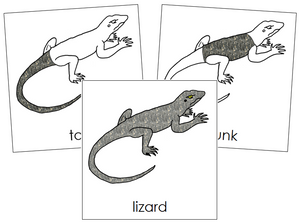 Lizard Nomenclature Cards - Montessori Print Shop