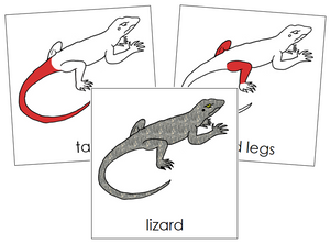 Lizard Nomenclature Cards (red) - Montessori Print Shop