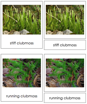 8 types of Lycopodiophyta (Club Mosses) - Montessori Print Shop