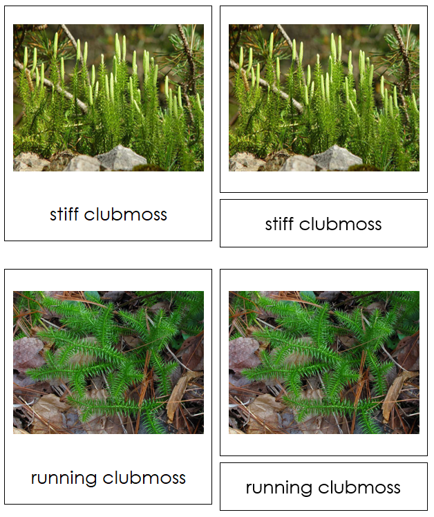 Division Lycopodiophyta - Montessori Plant Kingdom