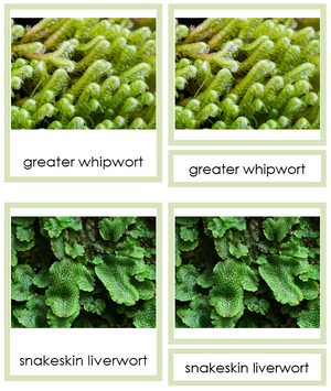 Marchantiophyta Plants - Montessori Print Shop