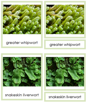 8 types of Marchantiophyta (liverworts) - Montessori Print Shop