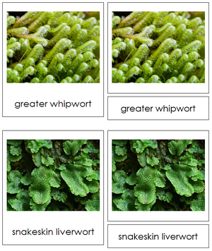 8 types of Marchantiophyta (liverworts) - Montessori Print Shop