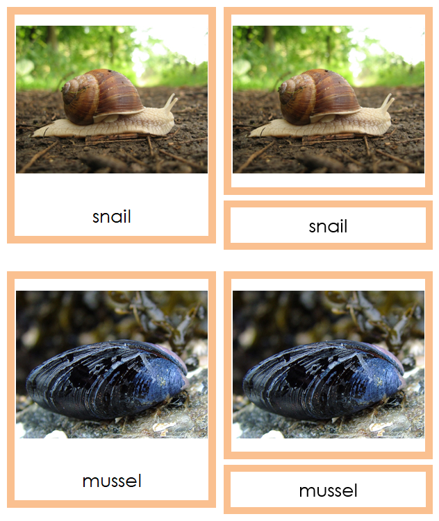 Phylum Mollusca (color) - Montessori Print Shop