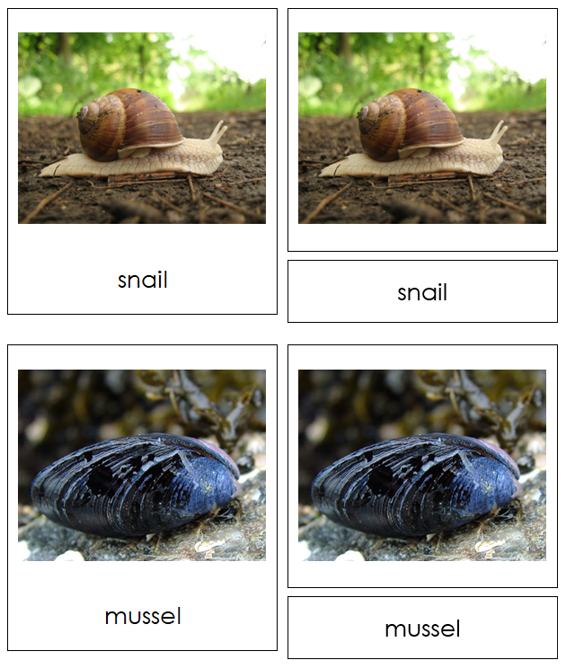 Phylum Mollusca - Montessori Print Shop