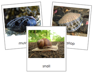 Phylum Mollusca - Montessori Print Shop