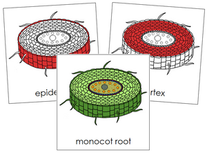 Monocot Root Nomenclature Cards (red) - Montessori Print Shop