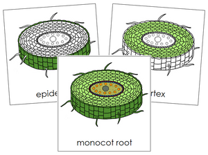 Monocot Root Nomenclature Cards - Montessori Print Shop