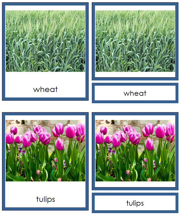 Division Monocotyledon Cards - Montessori Print Shop