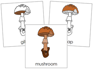 Mushroom Nomenclature Cards - Montessori Print Shop