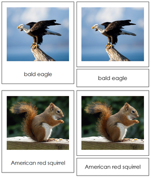 North American Animal Cards - Montessori Print Shop continent study