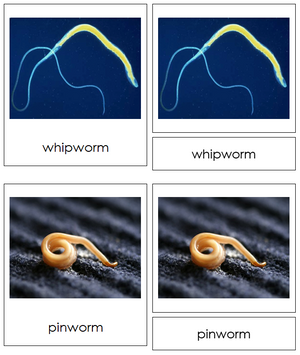 8 types of Nematoda (Animal Kingdom) - Montessori Print Shop