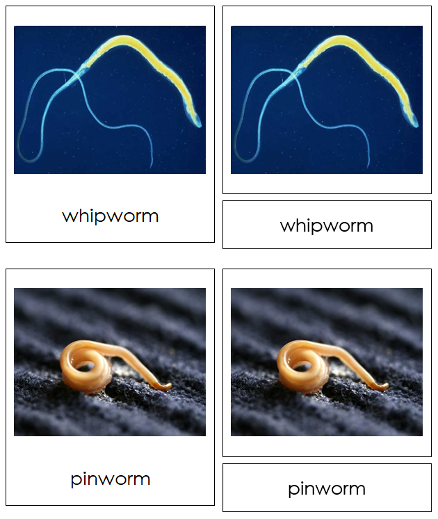 Phylum Nematoda - Montessori Print Shop