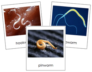 Phylum Nematoda - Montessori Print Shop