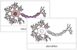 Neuron Nomenclature Cards - Montessori Print Shop