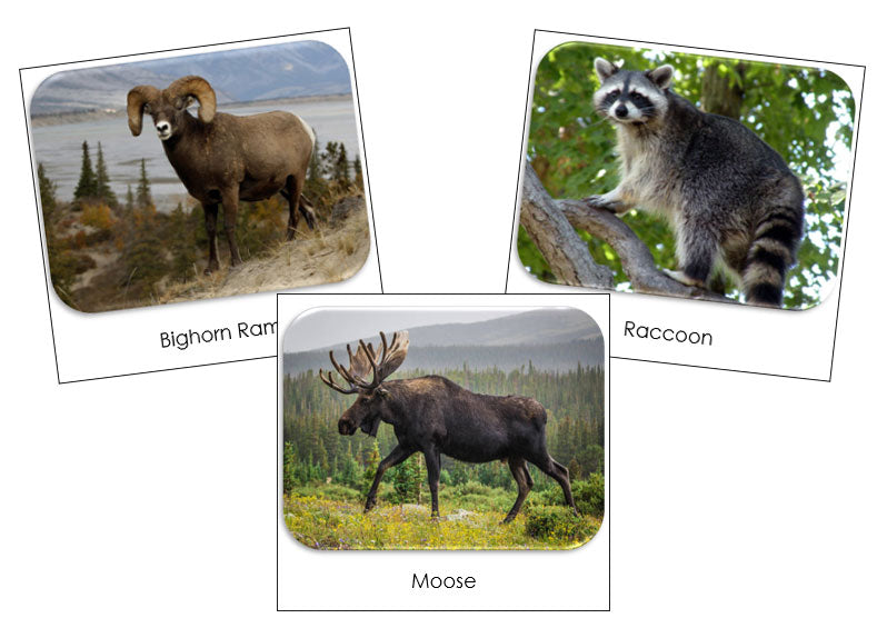 North American Wildlife Safari Toob Cards - Montessori Print Shop