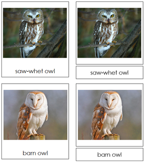 Owl Cards - Montessori Print Shop