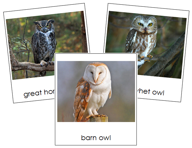 Owls 3-Part Cards - Montessori Print Shop