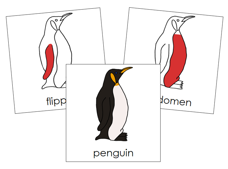 Parts of a Penguin Nomenclature Cards (red) - Montessori Print Shop