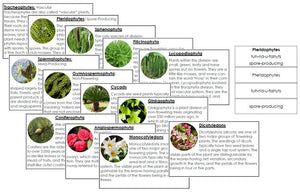 Plant Kingdom Information Cards - Montessori Print Shop