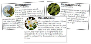 Plant Kingdom Information Cards - Montessori Print Shop