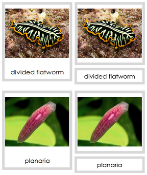 Platyhelminthes Cards - Montessori Print Shop