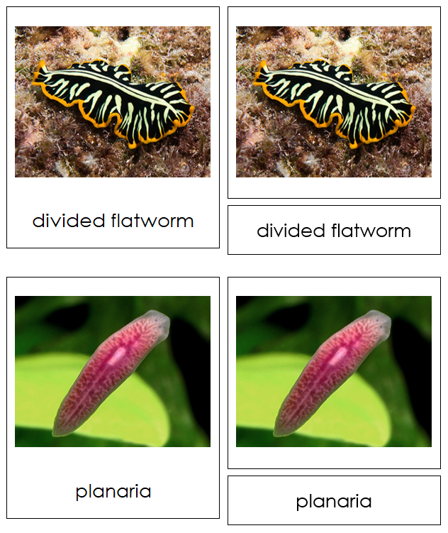 Phylum Platyhelminthes - Montessori Print Shop