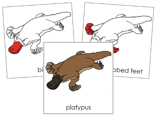 Parts of a Platypus Nomenclature Cards (red) by Montessori Print Shop