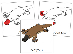 Platypus Nomenclature Cards (red) - Montessori Print Shop