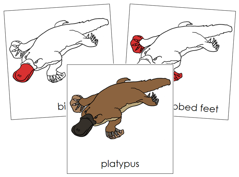 Platypus Nomenclature Cards (red) - Montessori Print Shop