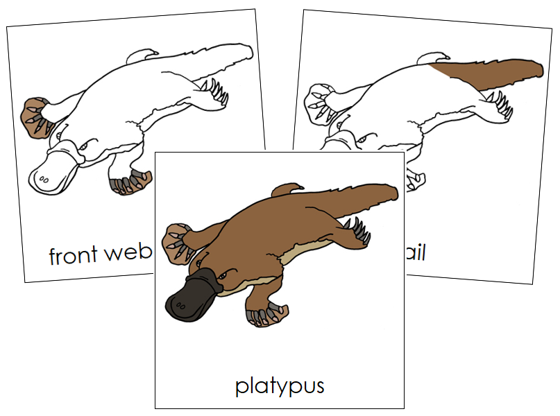 Platypus Nomenclature Cards - Montessori Print Shop