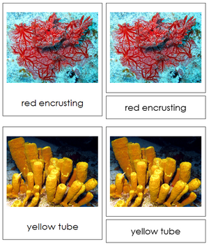 8 types of Porifera (Animal Kingdom) - Montessori Print Shop