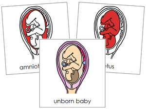 Unborn Baby Nomenclature Cards (red) - Montessori Print Shop