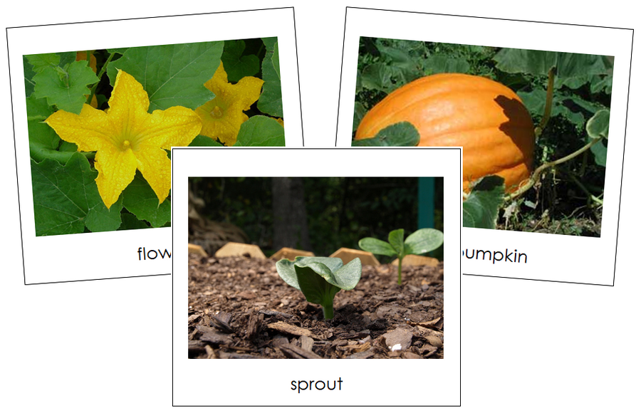 Pumpkin Life Cycle Cards - Toddler Cards - Montessori Print Shop