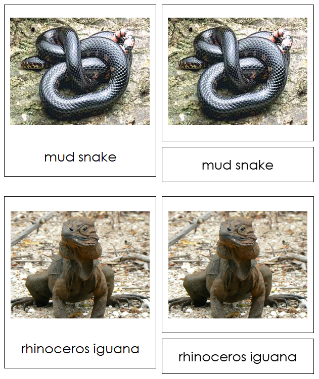 Class Reptilia (reptiles) Cards (Animals Kingdom) - Montessori Print Shop
