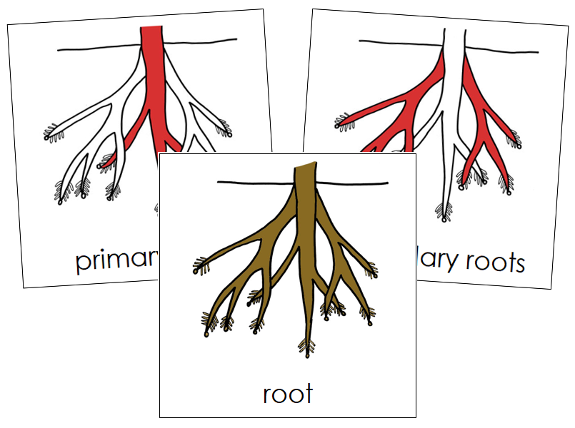 Root Nomenclature Cards (red) - Montessori Print shop