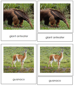 South American Animal Cards - Montessori Print Shop continent study