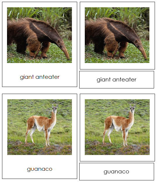South American Animals - Montessori Continent Cards