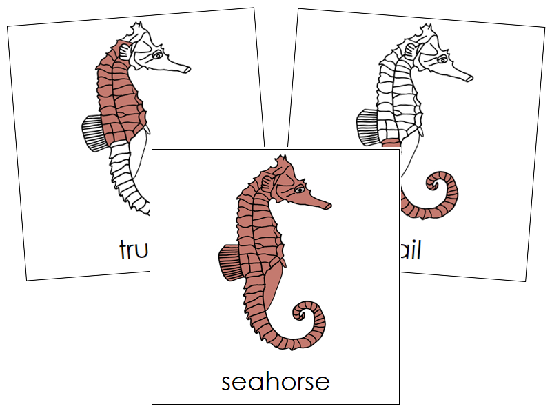 Seahorse Nomenclature Cards - Montessori Print Shop