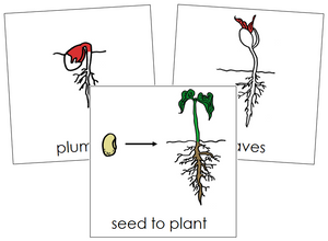 Seed to Plant Nomenclature Cards (red) - Montessori Print Shop