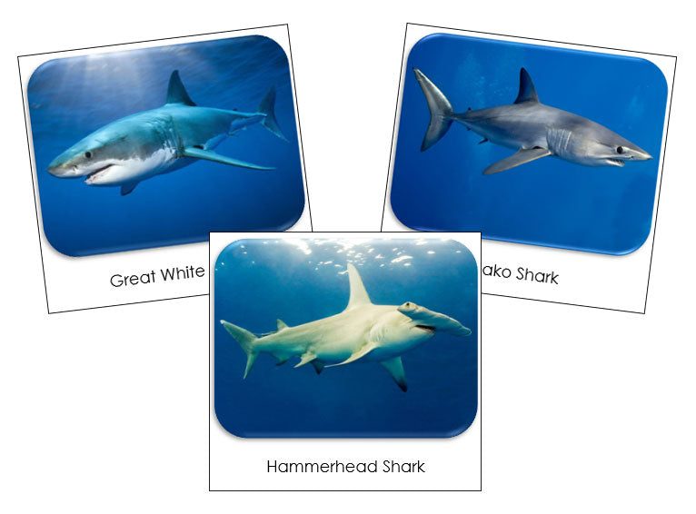 Shark toob sales