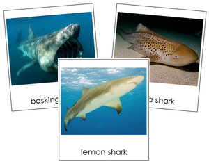 Sharks 3-Part Cards - Montessori Print Shop