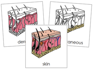 Skin Nomenclature Cards - Montessori Print Shop