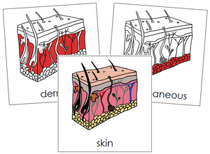 Skin Nomenclature Cards (red) - Montessori Print Shop