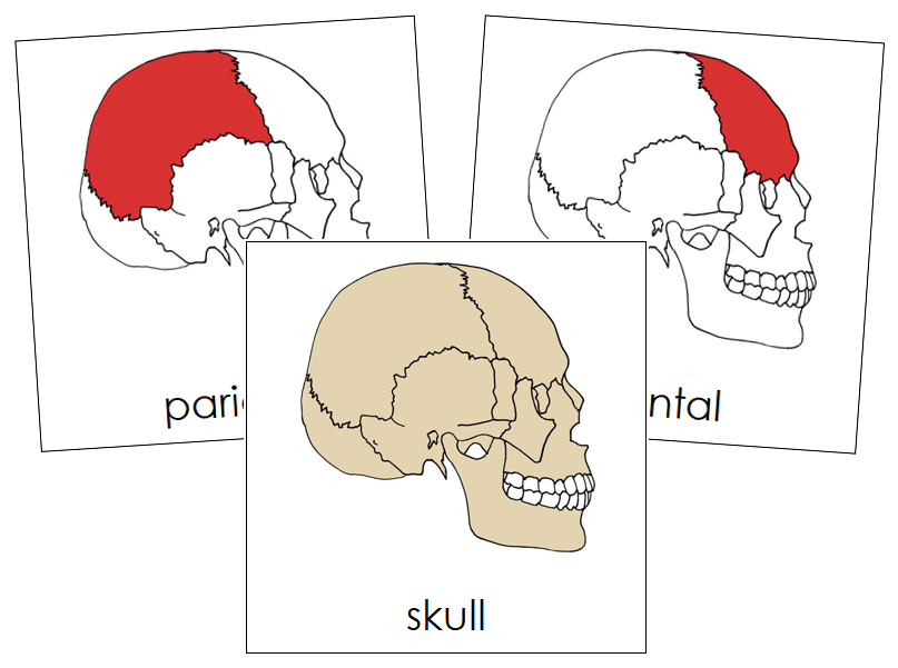 Skull Nomenclature Cards (red) - Montessori Print Shop