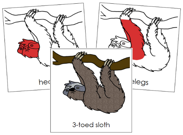 Sloth Code Card Parts of a Sloth Nomenclature Cards (red) - Montessori Print Shop ...