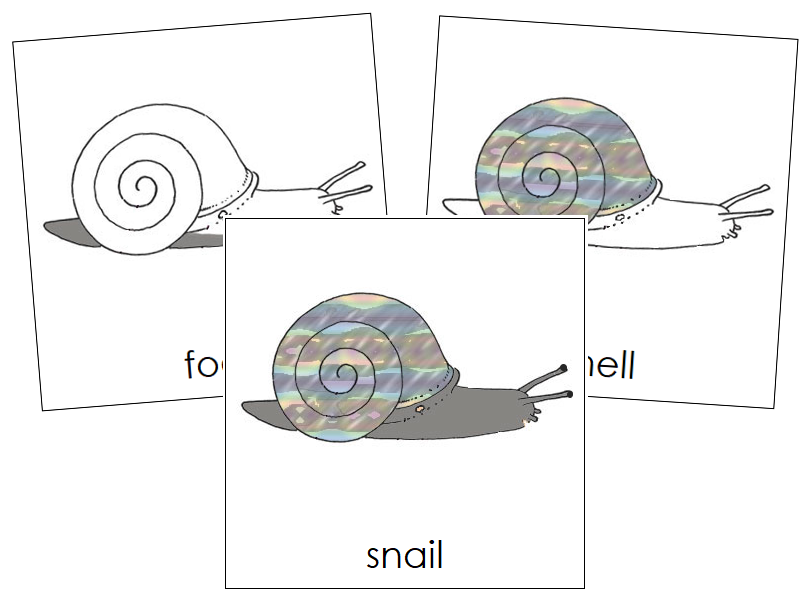 Snail Nomenclature Cards - Montessori Print Shop