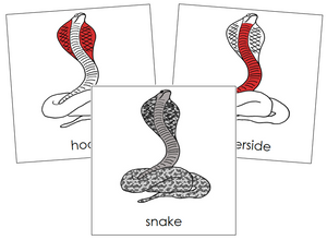 Snake Nomenclature Cards (red) - Montessori Print Shop